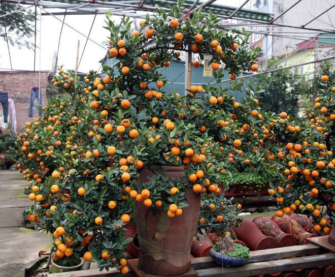 Quất khủng dáng long phụng, không bán chỉ cho thuê giá 50 triệu đồng